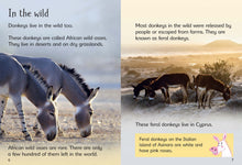 Load image into Gallery viewer, Donkeys